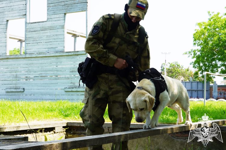 О специфике деятельности кинологов Росгвардии в донском регионе узнали телезрители