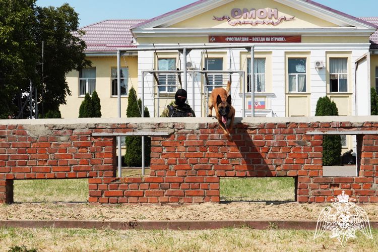 Росгвардейцы-кинологи повысили профессиональное мастерство и оценили навыки служебных собак 